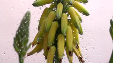 Aloe-Frucht-In-Zeitlupe