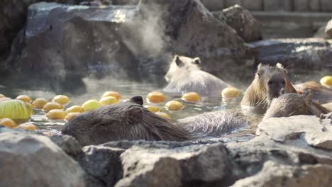 Detailansicht-Von-Capybaras,-Die-Im-Wasser-Der-Heißen-Quelle-Mit-Yuzu-Früchten-In-Izu,-Japan-Baden---Teleaufnahme