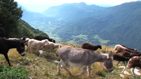 Flock-of-sheep-and-two-donkeys-walk-above-beautiful-valley-on-sunny-summer-day