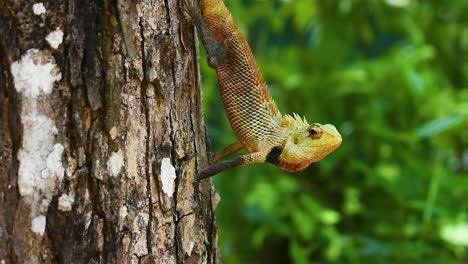 Male-oriental-garden-lizard-on-a-tree-eats-a-ant-in-the-tropical-country-Sri-Lanka