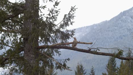 Un-Cuervo-Albino-Posado-En-La-Rama-De-Un-árbol-Cerca-De-La-Isla-De-Vancouver-En-Canadá-En-Un-Día-De-Niebla---Plano-Medio