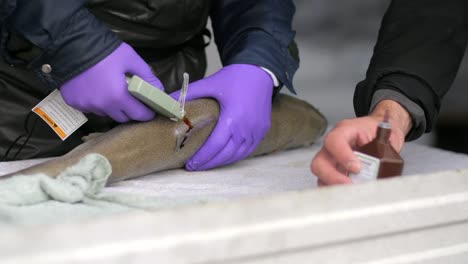 Closeup-of-fishery-worker-in-gloves-tagging-anesthetized-fish-with-instrument