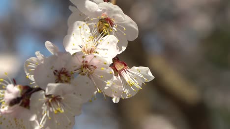 Eine-Honigbiene-Auf-Einer-Kirschblüte