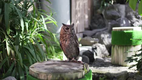 Closeup-View-Of-An-Owl-In-Captive-Standing-On-A-Log-In-Izu,-Japan---Tele-Shot