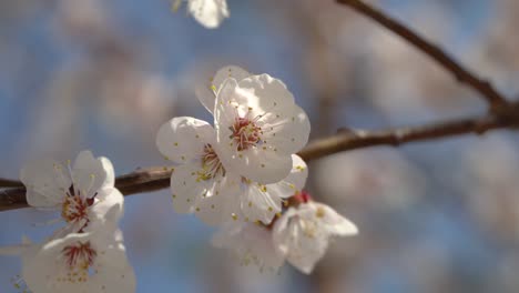 Bee-on-the-cherry-flower-with-pollen-in-springtime