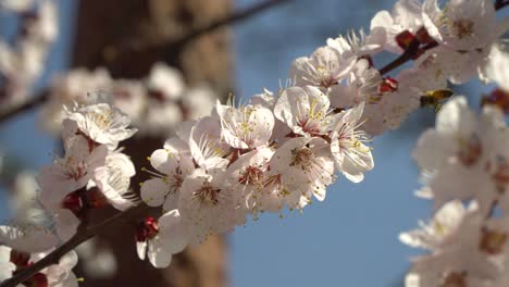 Honigbiene-Fliegt-Zu-Den-Weiß-Blühenden-Blumen