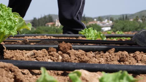 View-of-the-soil-and-irrigation-tubes-as-farmers-plant-young-Napa-Cabbage-plants