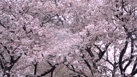 El-Hermoso-Paisaje-De-Flores-De-Cerezo-Rosas-Que-Soplan-En-El-Viento-En-Tokio,-Japón---Toma-De-Primer-Plano
