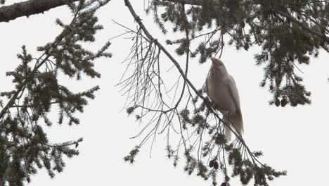 Un-Cuervo-Albino-Camina-Sobre-La-Rama-Delgada-Del-árbol-Bajo-El-Cielo-Dramático-Cerca-De-La-Isla-De-Vancouver-En-Canadá---Plano-Medio