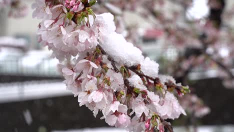 Closeup-Scenery-Of-Cherry-Blossoms-in-Snow-During-Winter-In-Tokyo,-Japan---Closeup-Shot