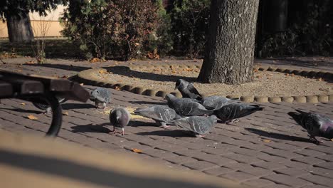 Group-of-pigeons-and-one-jackdaw-in-the-city-are-eating-food-left-by-people