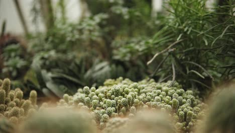 lot-of-mini-growing-cactuses-in-conservatory-surrounded-by-other-plants-and-greenery-slow-motion