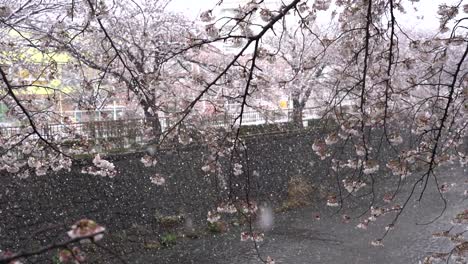 The-Wonderful-Scenery-Of-Snow-Fall-In-Colorful-Cherry-Blossoms-In-Japan---Wide-Shot