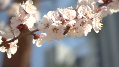 Cherry-blossom-branch-in-the-garden-in-the-sun-with-a-bee