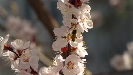 Eine-Fliegende-Biene-An-Einer-Kirschblüte