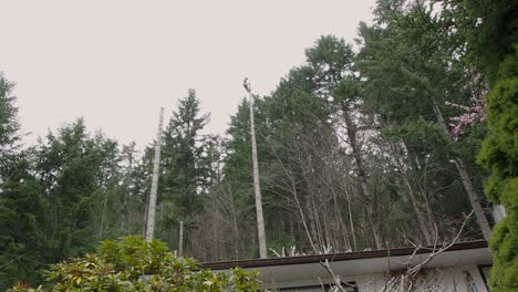 Long-shot-of-top-of-tree-falling-with-house-in-foreground