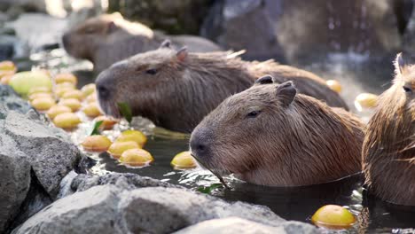 Vista-De-Cerca-De-Los-Capibaras-Comiendo-Comida-A-Cámara-Lenta-Mientras-Se-Bañan-En-El-Agua-Termal-En-Izu,-Japón---Tele-Tiro