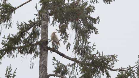 A-Single-Albino-Raven-Sitting-On-The-Small-Branch-Of-A-Tree-In-Vancouver-Island-In-Canada