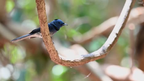 Black-naped-Blue-Flycatcher,-Hypothymis-azurea