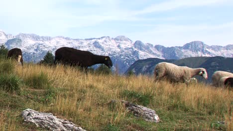 Sheep-walking-on-mountain-pasture,-Julian-alps-in-background,-sunny-summer-day