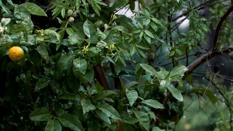Zeitlupenaufnahme-Von-Regen,-Der-Auf-Einen-üppig-Grünen-Zitronenbaum-In-Einem-Garten-Fällt
