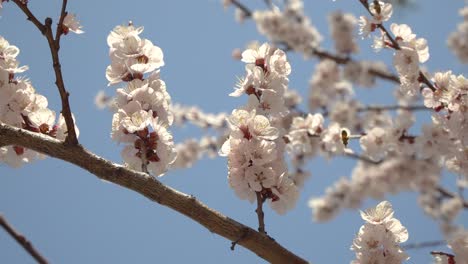 Multiple-bees-fly-around-cherry-blossom-at-daytime