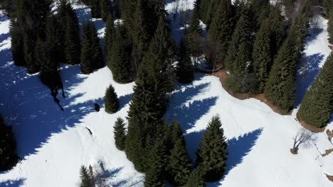 Flying-Low-Over-The-Snowy-Landscape-Of-Pine-Trees-On-A-Sunny-Day---Aerial-Drone-Shot