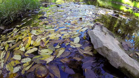 Leaf-litter-and-black-walnut-stagnate-in-stream