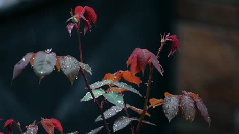 Slow-motion-tilt-up-shot-of-a-thorny-plant-with-red-and-green-leaves-in-a-rain-storm