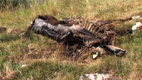 Comido-Cadáver-De-Oveja-Tirado-En-La-Hierba-Después-Del-Ataque-Del-Lobo,-Día-Soleado