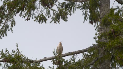 An-Albino-Raven-Perched-On-the-Branch-Of-A-Tree-Looking-In-The-Distance-In-Vancouver-Island,-Canada