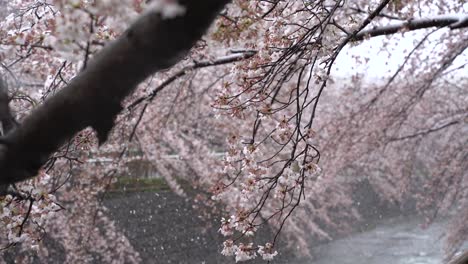 Sakura-Brilliant-White-Blossoms-Waving-In-The-Wind-With-Falling-Snowflakes---Static-shot