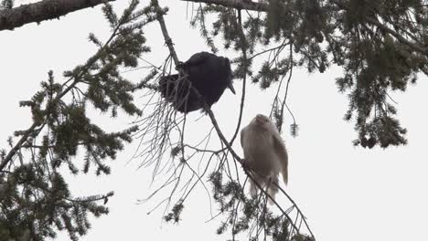 A-Pair-Of-Raven-Courting-On-The-Thin-Branch-Of-A-Tree-In-Vancouver-island,-Canada