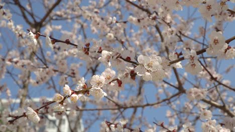 Cherry-blossom-season-in-South-Korea