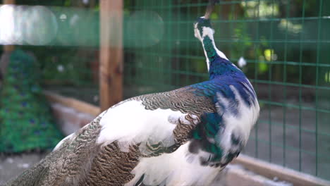 A-Beautiful-Peacock-Looking-Around-While-Standing-Inside-The-Cage---Closeup-Shot