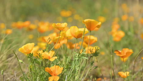 Orange-Poppies-Swaying-In-The-Gentle-Wind-in-Arizona-at-spring-time