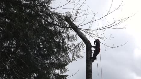 Mid-shot-of-logger-cutting-and-pushing-a-section-of-delimbed-tree
