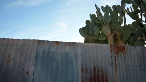 Old-Rusty-Metal-Sheet-Fence-With-Tall-Cactus-Plants-Behind-In-Tucson,-Arizona-Under-The-Bright-Blue-Sky---Panning-Shot