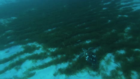 Unterwasseraufnahme-Einer-Erstaunlichen-Meeresschildkröte,-Die-In-Nissi-Beach-In-Zypern-Schwimmt