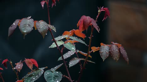 Aufwärtsneigung-Einer-Dornigen-Pflanze-Mit-Roten-Und-Grünen-Blättern-In-Einem-Garten