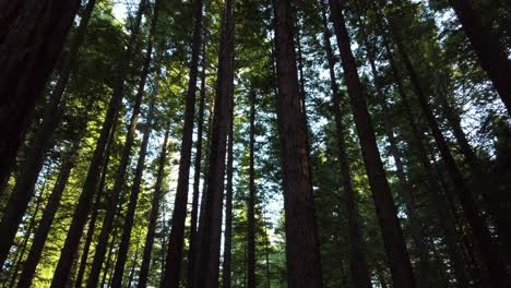 Dichter-Wald-Von-Redwood-Bäumen-In-Rotorua,-Neuseeland