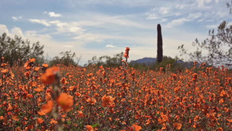 Schöne-Naturlandschaft-Mit-Orangefarbenen-Wildblumen-In-Arizona,-Die-Sich-An-Einem-Sonnigen-Tag-Im-Wind-Wiegen---Langsames-Mo