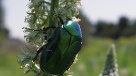 Close-up:-colorful-green-and-blue-metallic-upper-side-of-a-beetle-on-plant