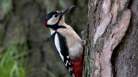 Spotted-woodpecker-on-a-tree-looking-around-and-feeding