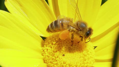 Extreme-Nahaufnahme-Von-Honigbienen,-Die-Sich-Von-Nektar-Und-Pollen-Von-Leuchtend-Gelben-Blüten-Ernähren