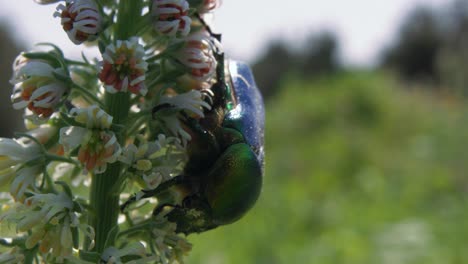 Close-up-profile-view-of-metallic-beetle-hanging-upside-down-on-flower-plant