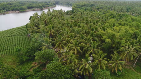Aerial-Dolly-In-Shot-Of-A-Coconut-Farm-Beside-A-River