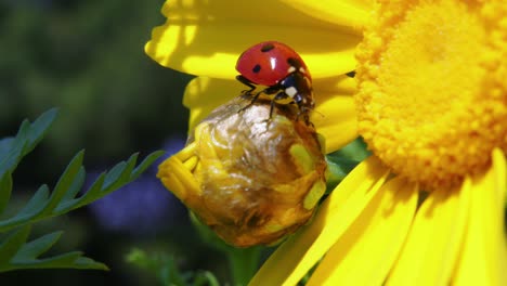 Colorful-ladybug-snatching-food-in-midair-while-sitting-on-flower-bud,-close-up