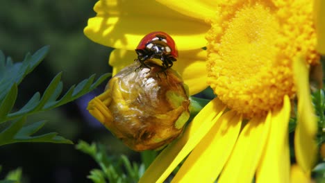 Red-and-white-ladybug-snatches-food-in-air-from-bright-yellow-flower-bud,-close-up-and-slowmo