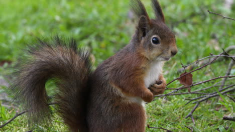 Side-shot-of-a-european-red-squirrel-near-a-tree